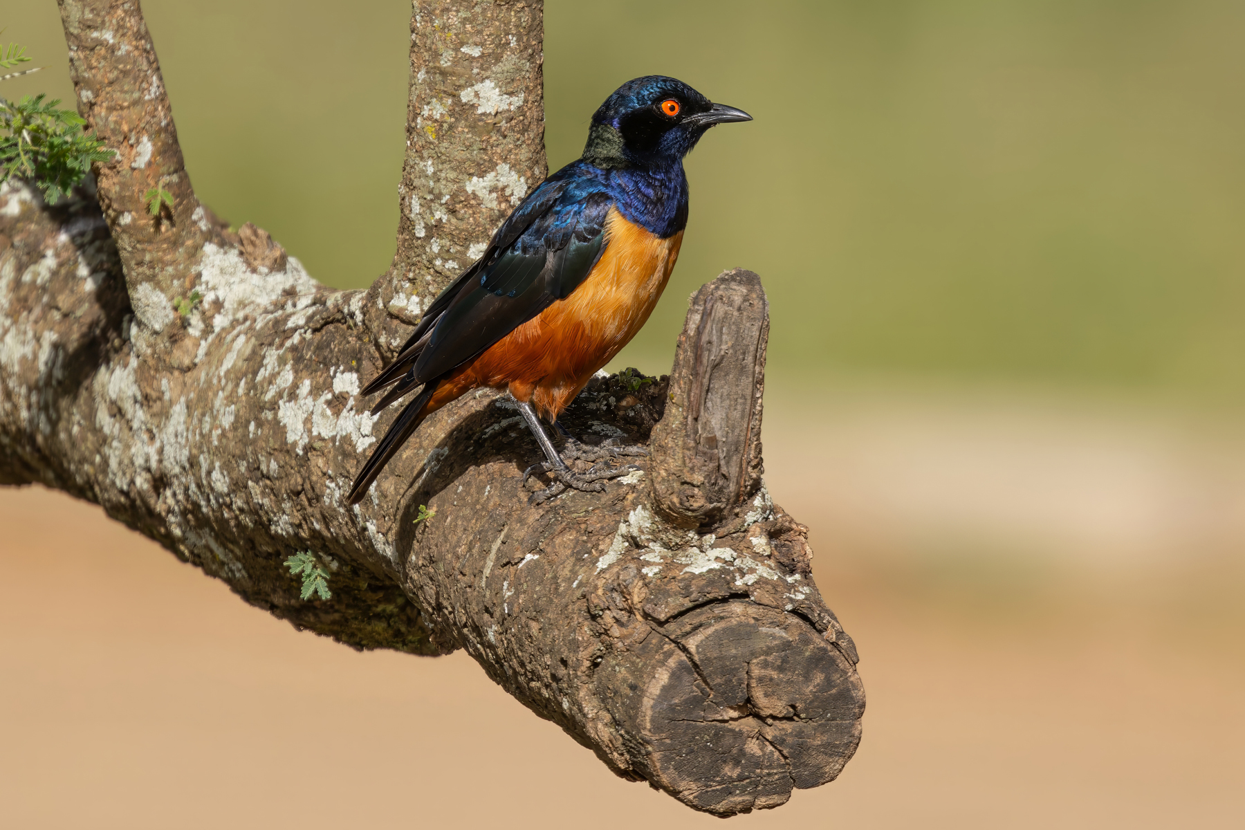 Hildebrandt's Starling (image by Nik Borrow)