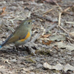 Himalayan Bluetail (image by Mike Watson)
