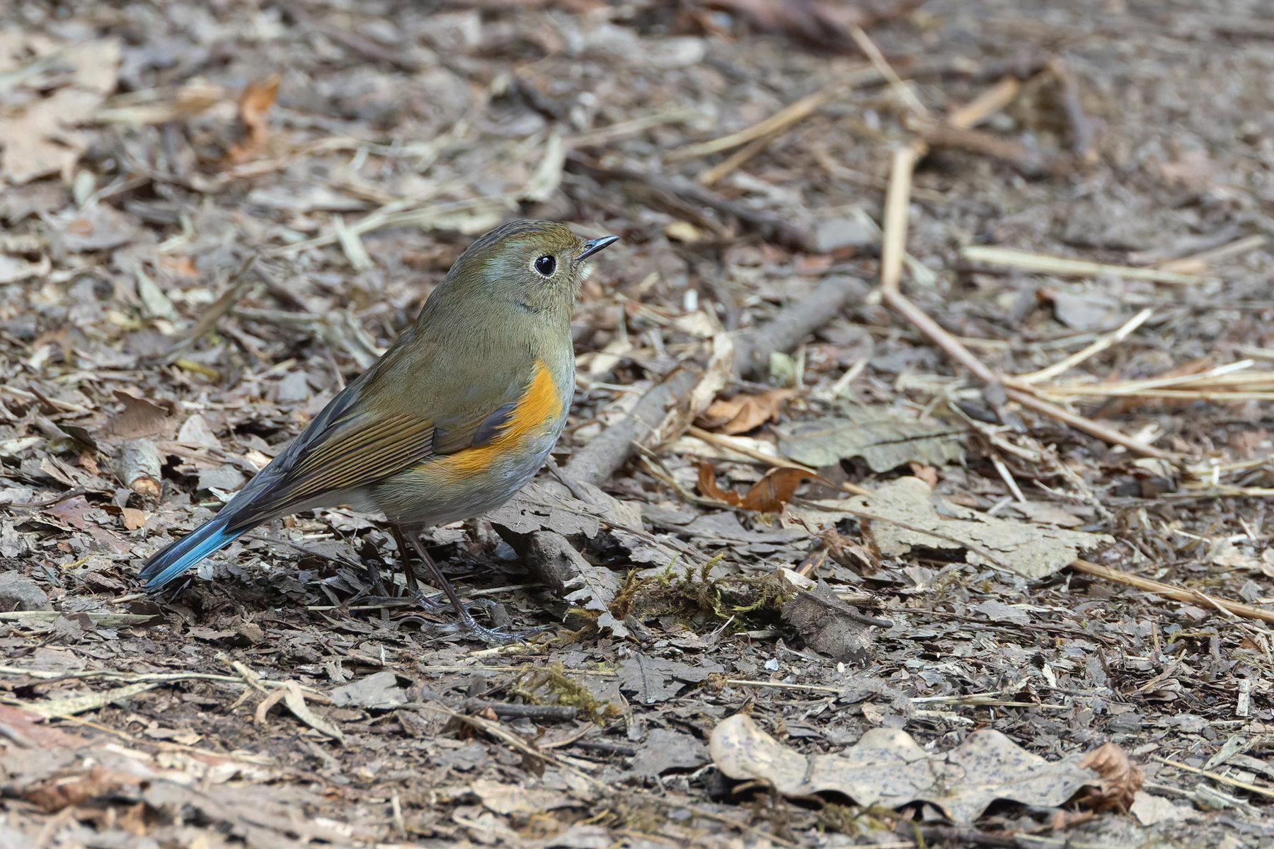 Himalayan Bluetail (image by Mike Watson)