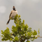 Himalayan Bulbul (image by Mike Watson)
