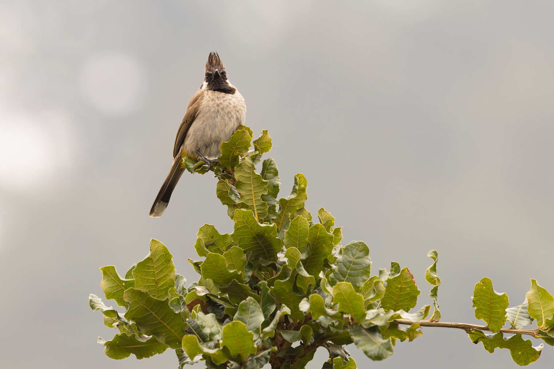 Himalayan Bulbul (image by Mike Watson)