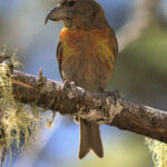 Hispaniolan Crossbill (image by Eustace Barnes)