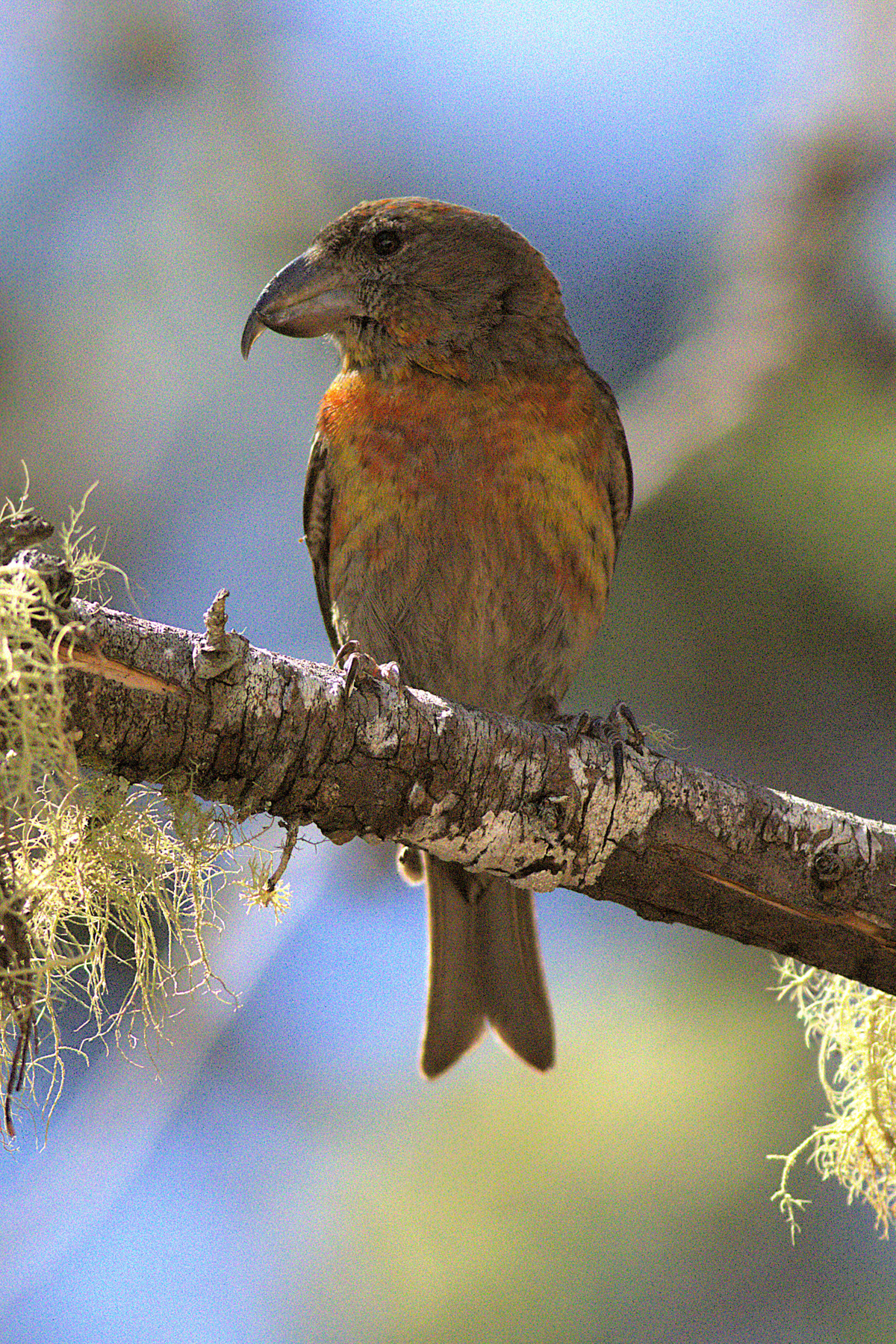 Hispaniolan Crossbill (image by Eustace Barnes)