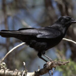 Hispaniolan Palm Crow (image by Eustace Barnes)