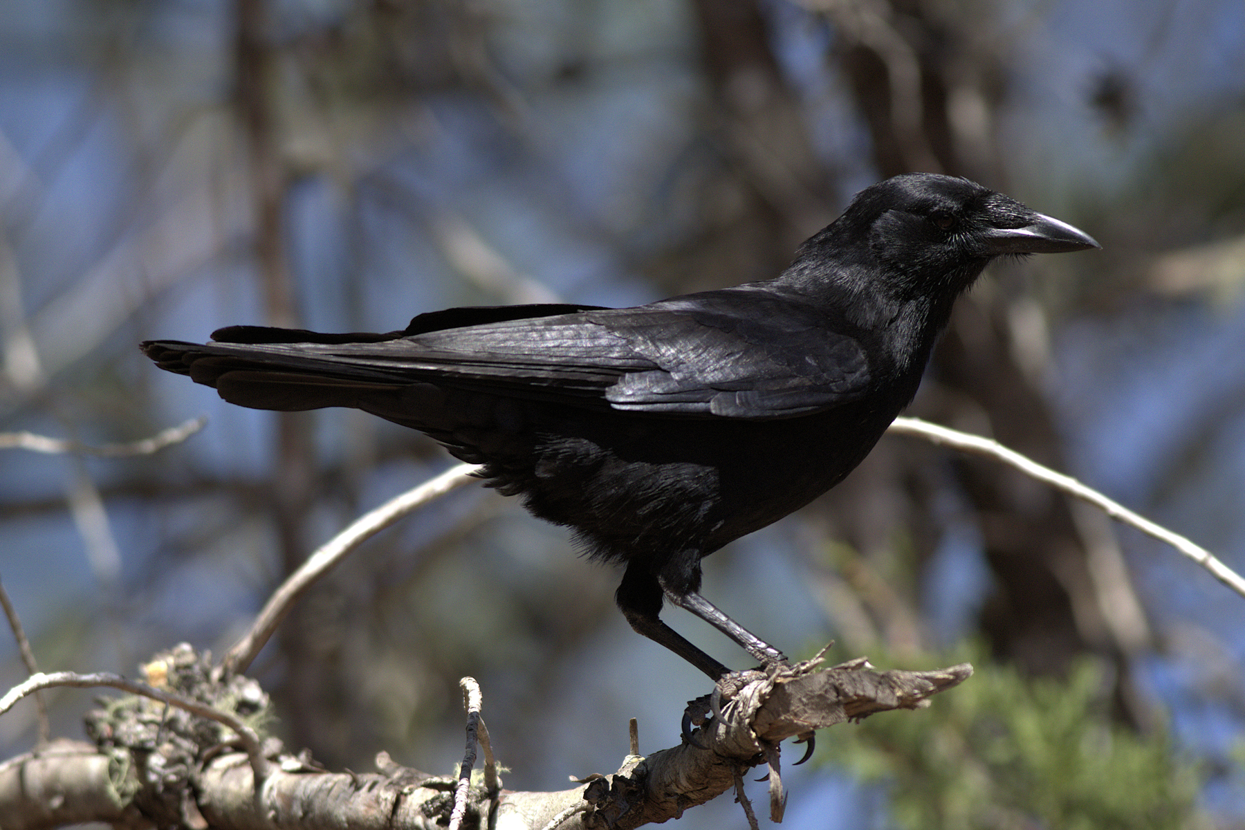 Hispaniolan Palm Crow (image by Eustace Barnes)