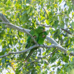 Hispaniolan Parakeet (image by Eustace Barnes)