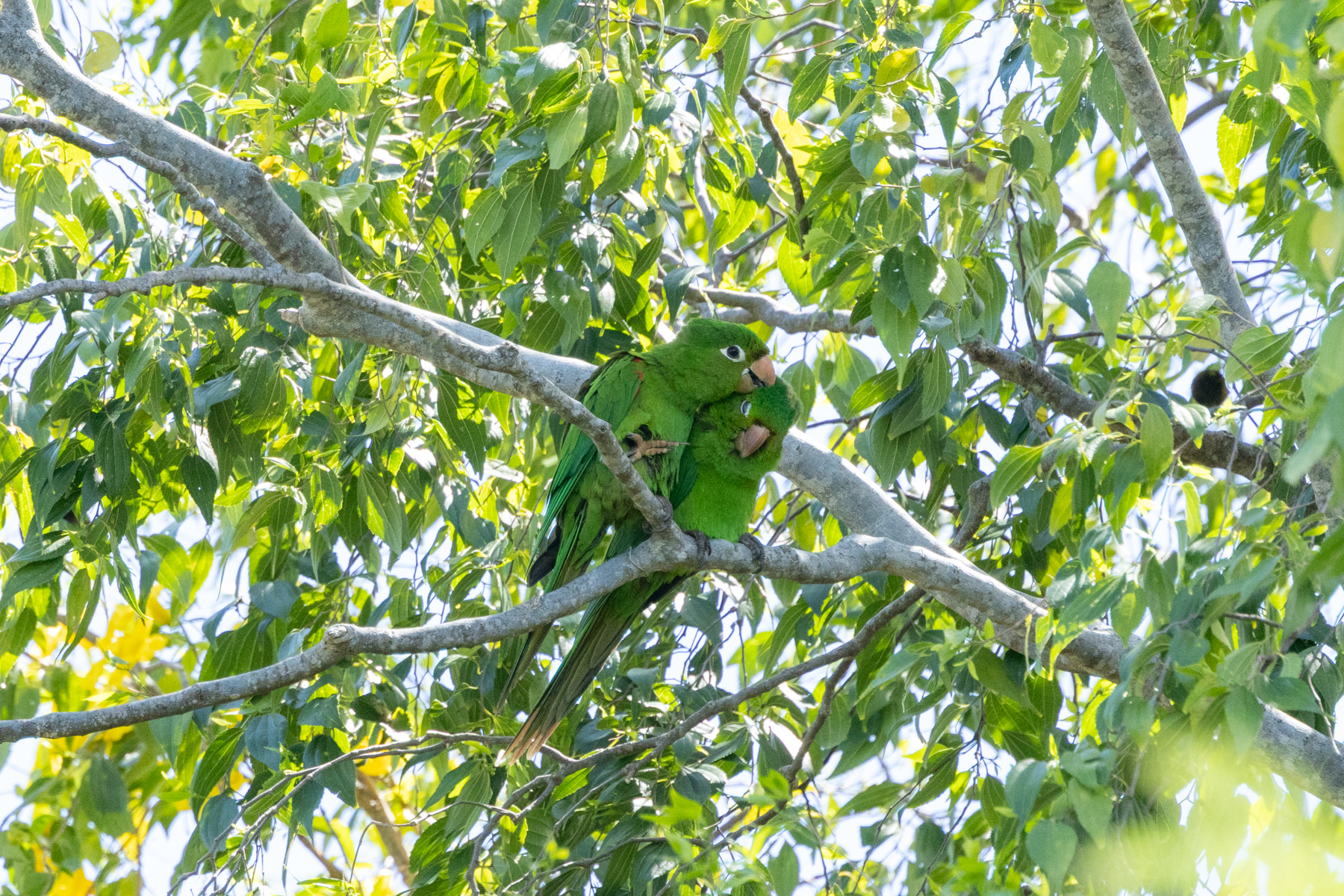 Hispaniolan Parakeet (image by Eustace Barnes)