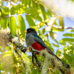 Hispaniolan Trogon (image by Eustace Barnes)