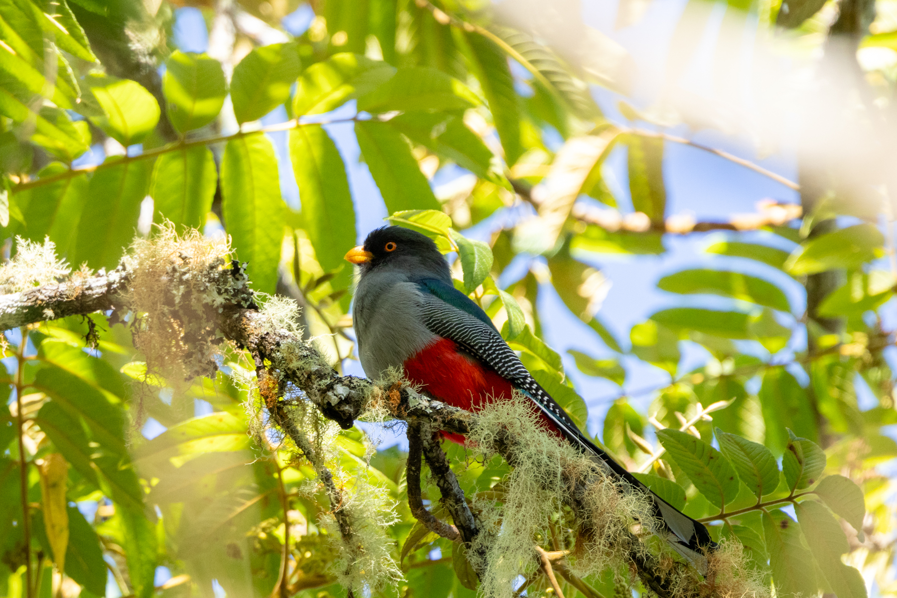 Hispaniolan Trogon (image by Eustace Barnes)