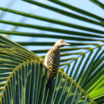 Hispaniolan Woodpecker (image by Eustace Barnes)