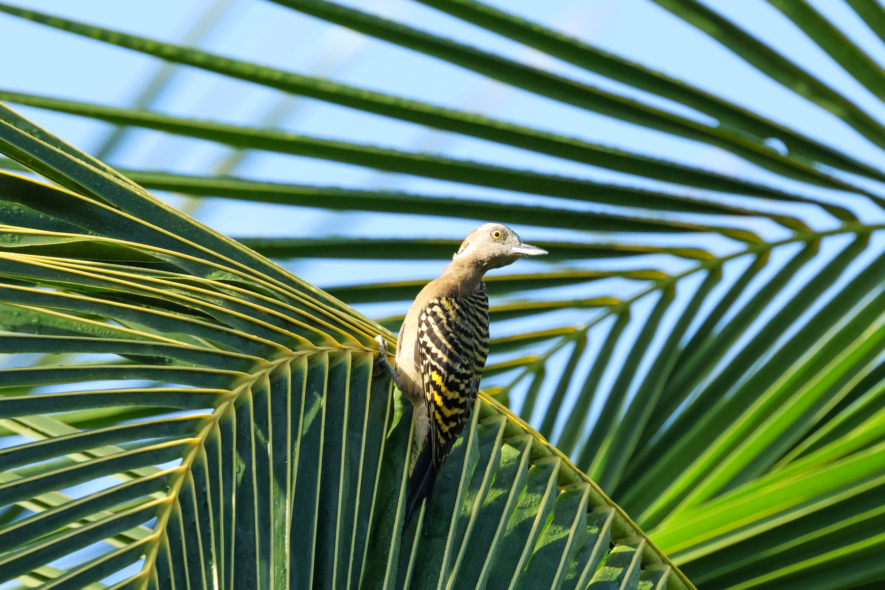 Hispaniolan Woodpecker (image by Eustace Barnes)