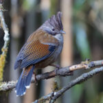 Hoary throated Barwing (image by Mike Watson)