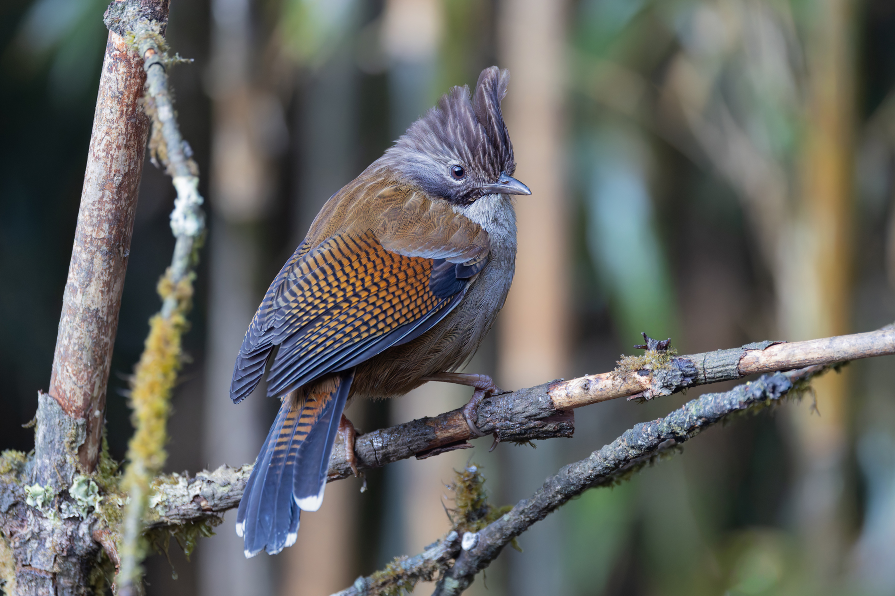 Hoary throated Barwing (image by Mike Watson)