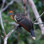 Hoatzin (image by Leo Garrigues)