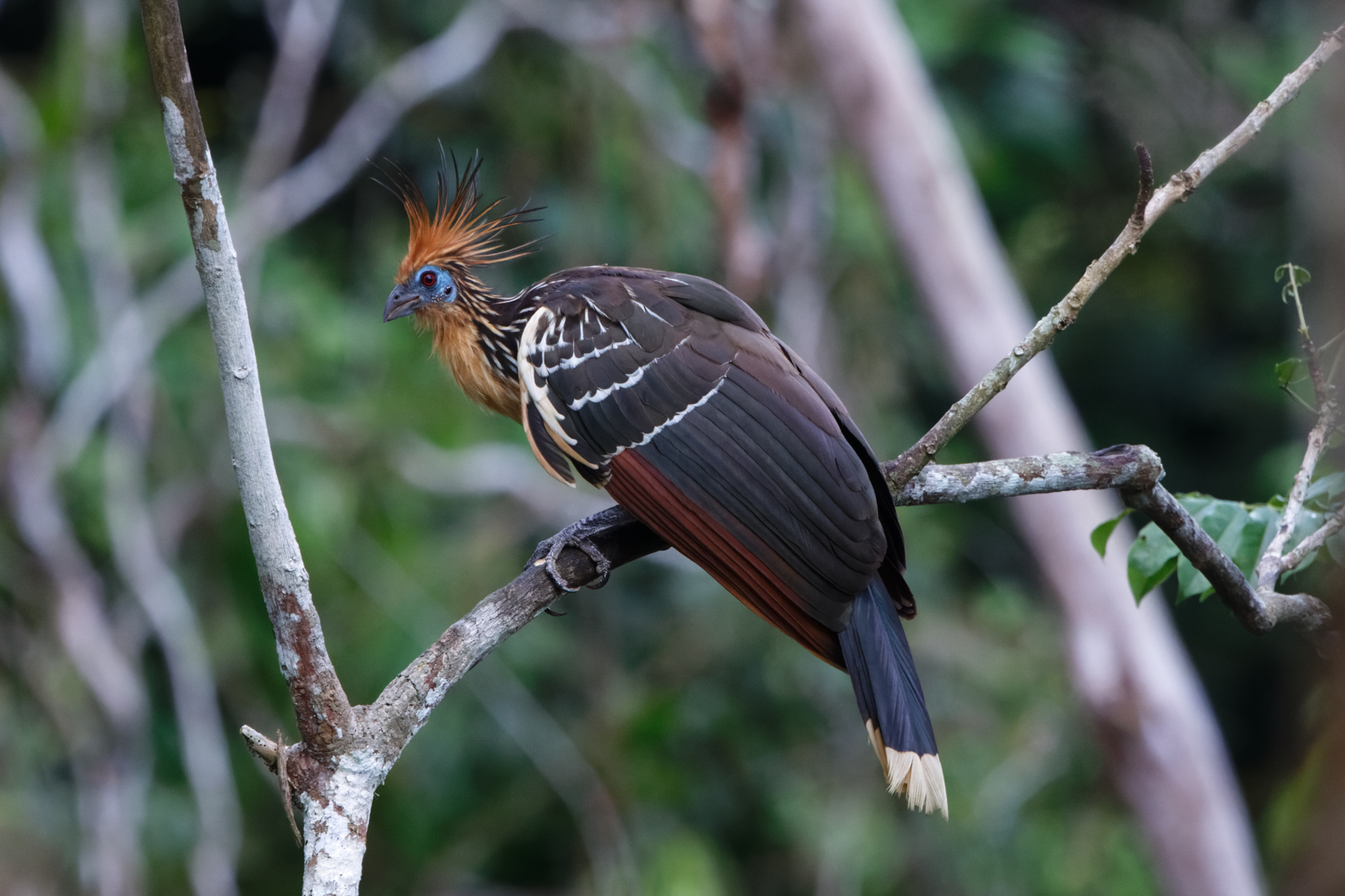 Hoatzin (image by Leo Garrigues)