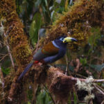 Hooded Moutain Toucan (image by Leo Garrigues)