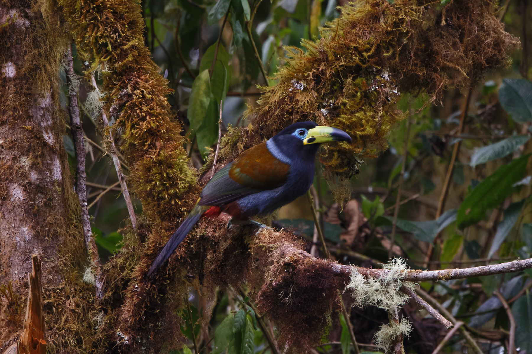 Hooded Moutain Toucan (image by Leo Garrigues)