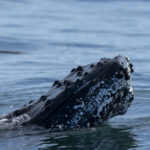 Humpback Whale (image by Mark Beaman)
