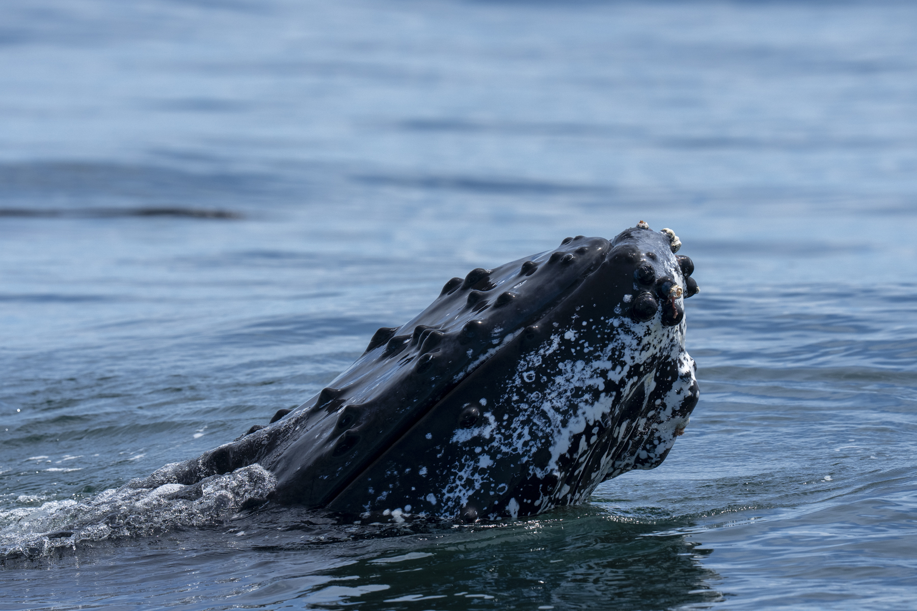 Humpback Whale (image by Mark Beaman)
