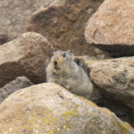 Ice Rat or Slogget's Vlei Rat (image by Mark Beaman)