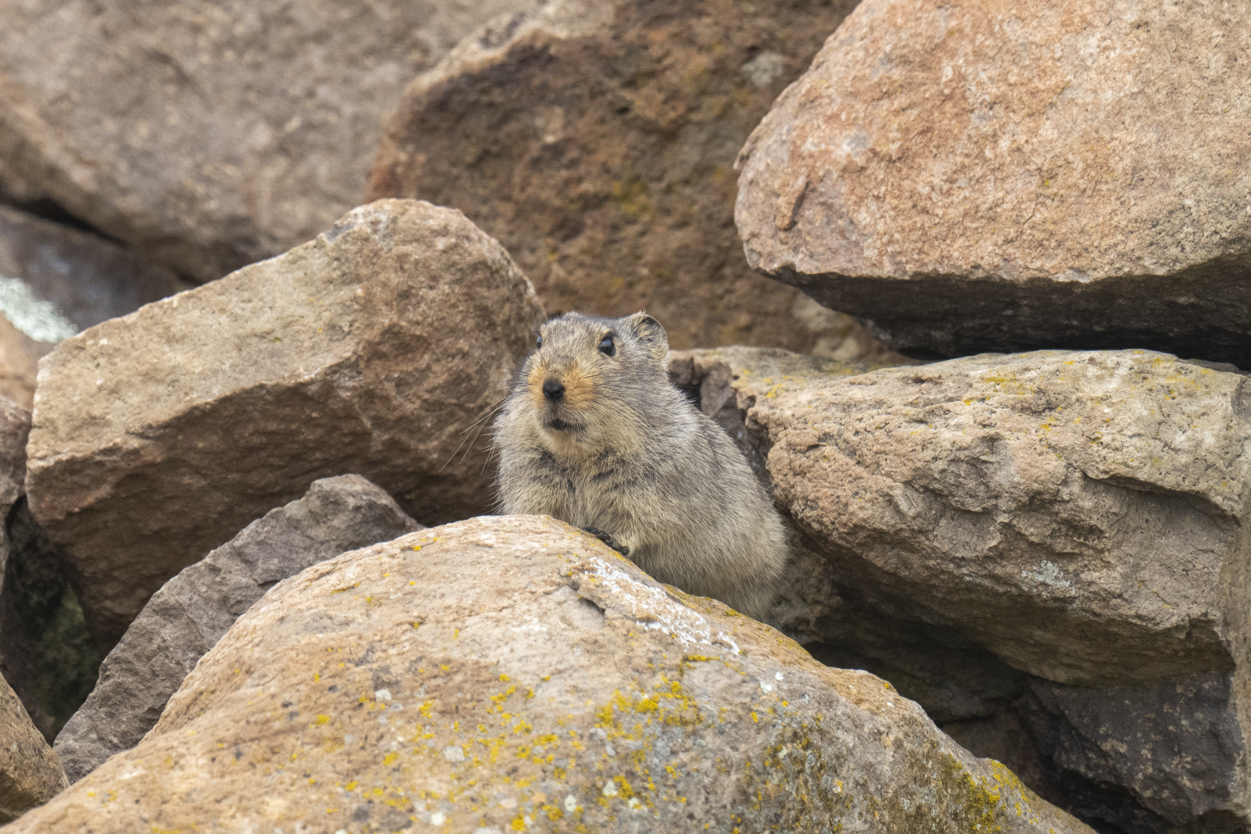Ice Rat or Slogget's Vlei Rat (image by Mark Beaman)