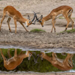 Impalas (image by Nik Borrow)