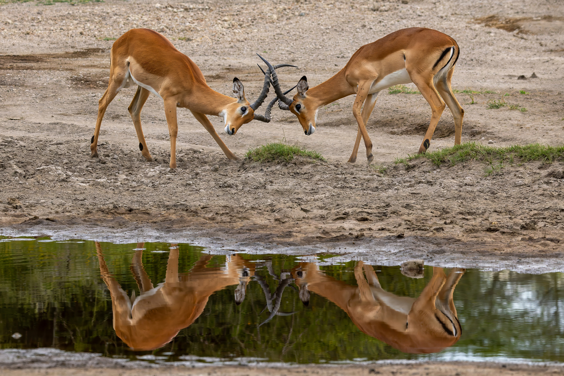 Impalas (image by Nik Borrow)