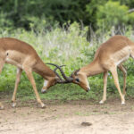 Impalas fighting (image by Mark Beaman)