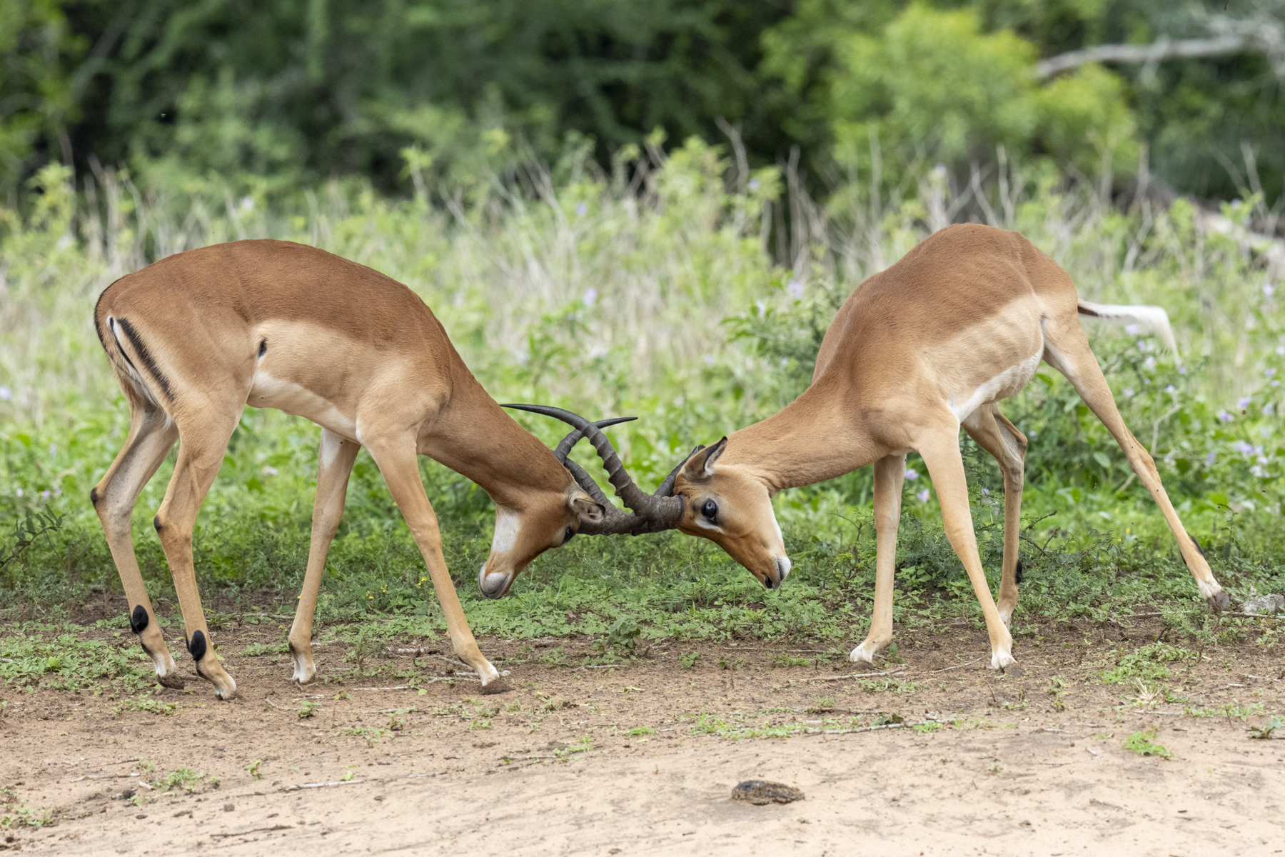 Impalas fighting (image by Mark Beaman)