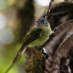 Inca Flycatcher (image by Leo Garrigues)