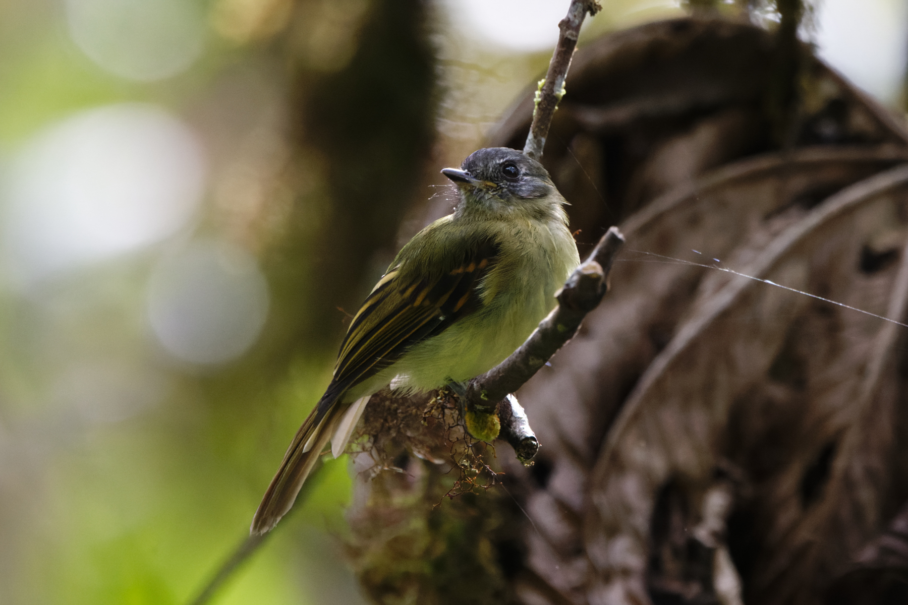 Inca Flycatcher (image by Leo Garrigues)