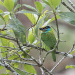 Indochinese Barbet (image by Dani Balla)