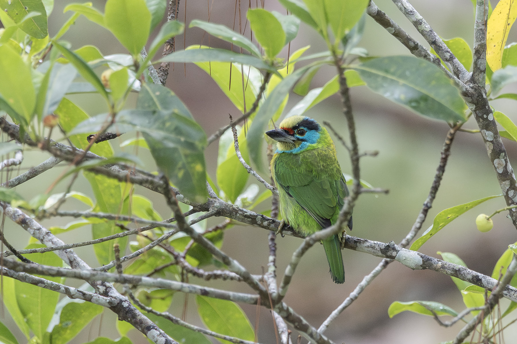 Indochinese Barbet (image by Dani Balla)