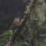 Indochinese Fulvetta (image by Dani Balla)
