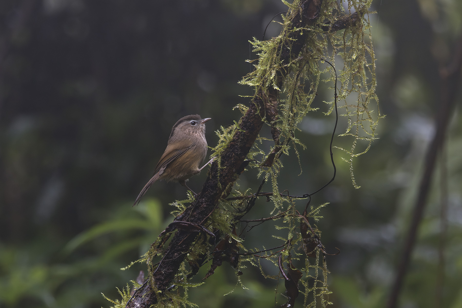 Indochinese Fulvetta (image by Dani Balla)