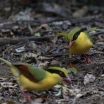 Indochinese Green Magpies (image by Dani Balla)