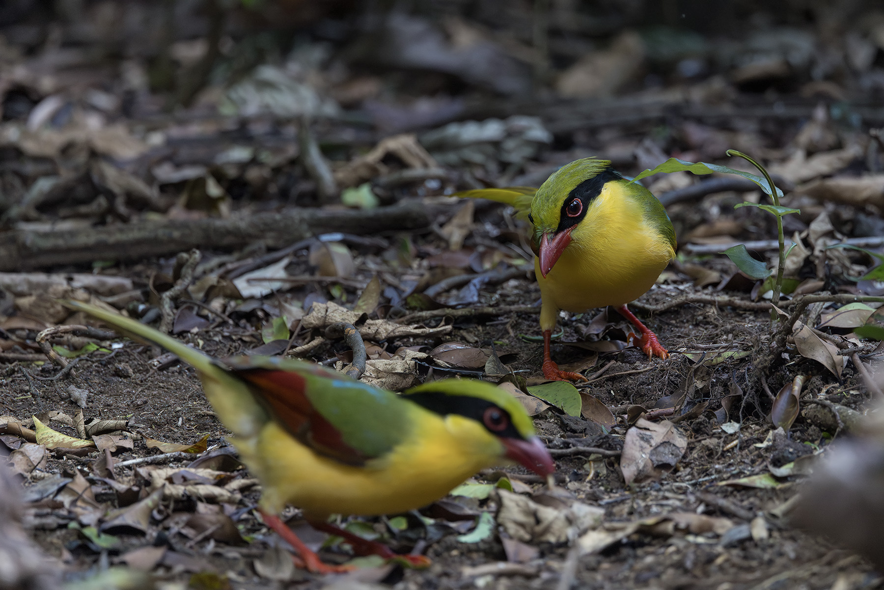 Indochinese Green Magpies (image by Dani Balla)