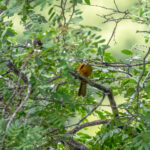 Inti Tanager (image by Leo Garrigues)