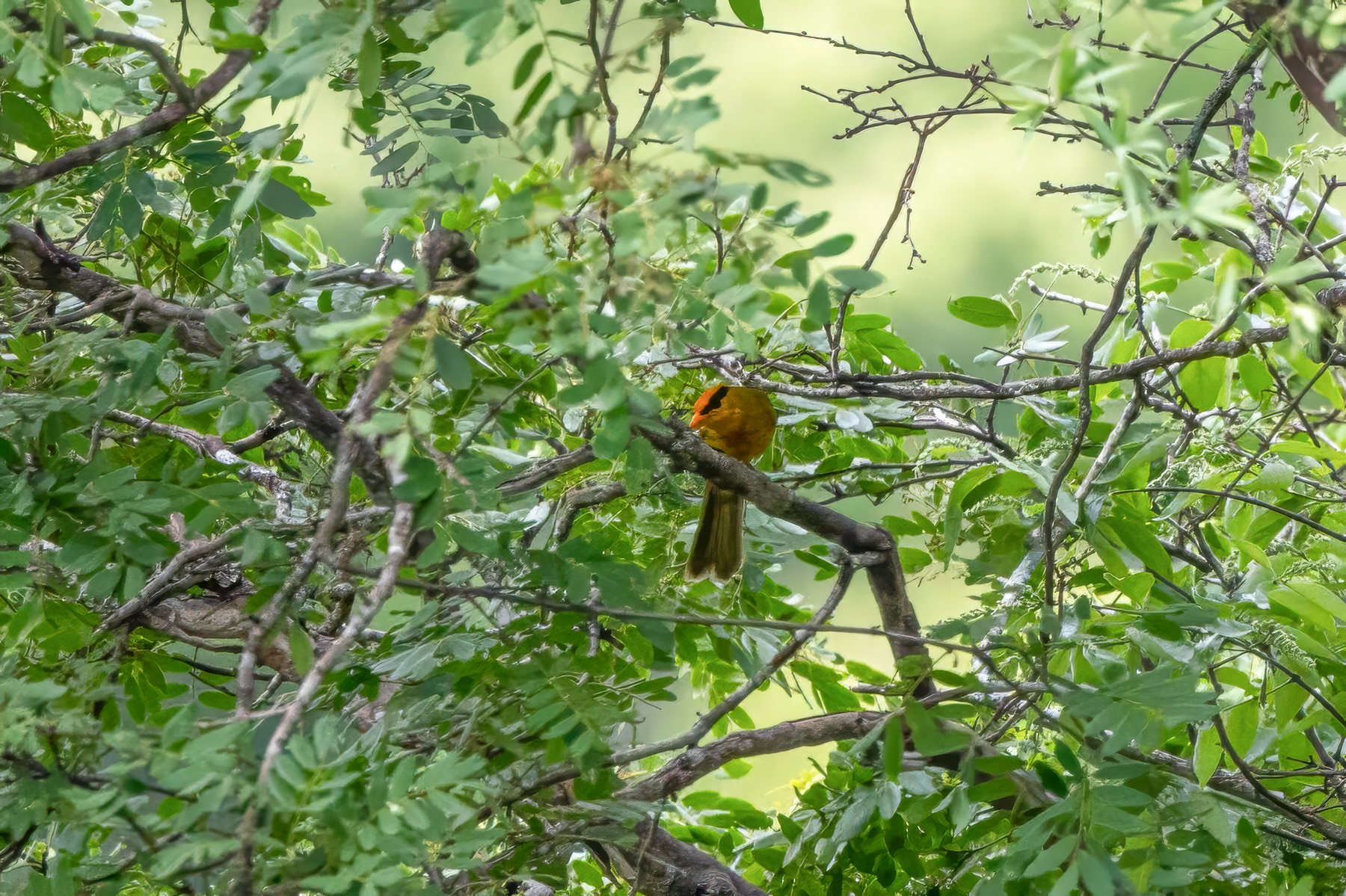 Inti Tanager (image by Leo Garrigues)