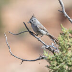 Juniper Titmouse (image by Mike Watson)