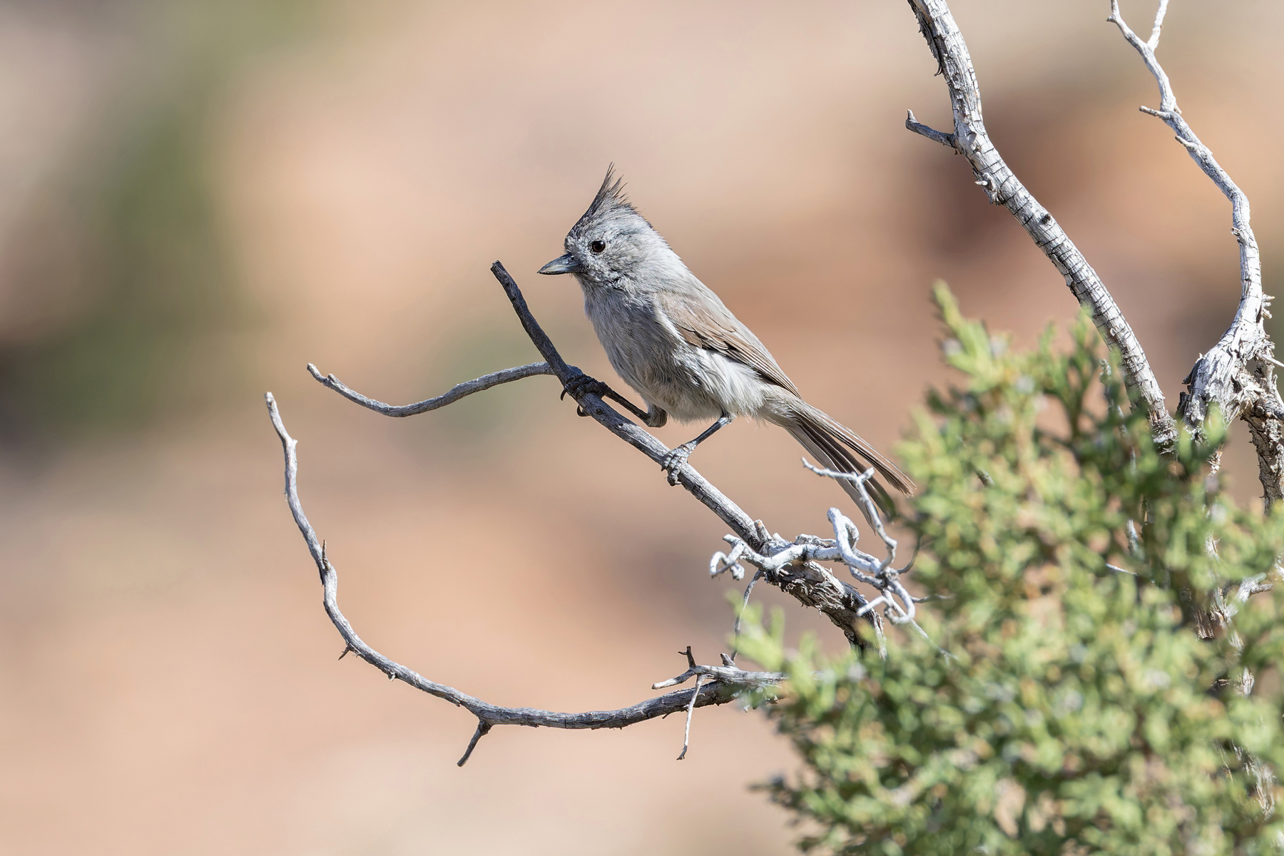 Juniper Titmouse (image by Mike Watson)