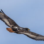 Jackal Buzzard (image by Mark Beaman)
