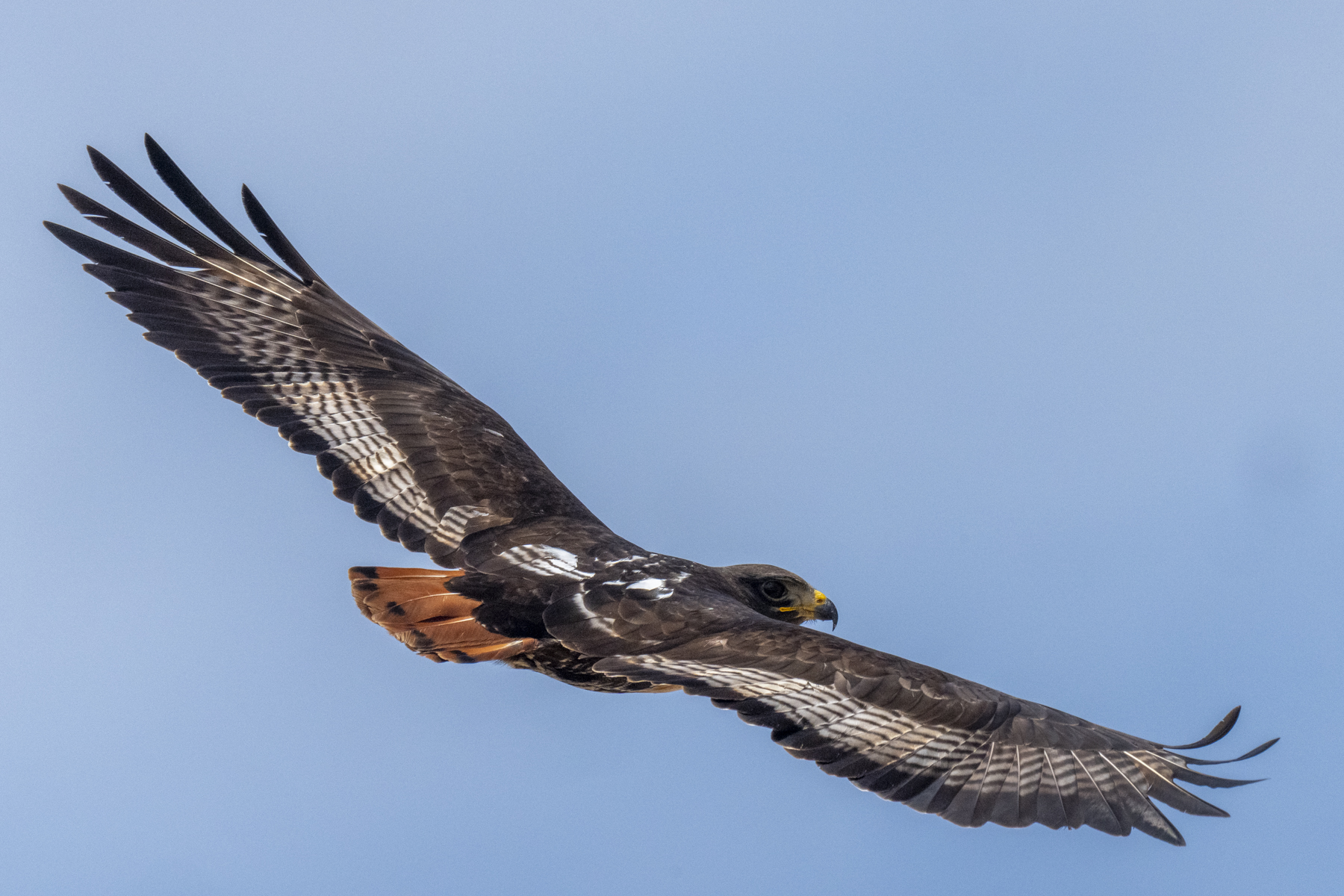Jackal Buzzard (image by Mark Beaman)