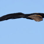 Jackson's Widowbird (image by Nik Borrow)