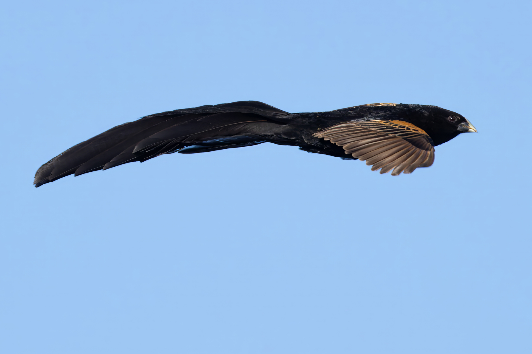 Jackson's Widowbird (image by Nik Borrow)