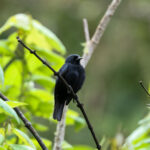 Jamaican Blackbird (image by Eustace Barnes)