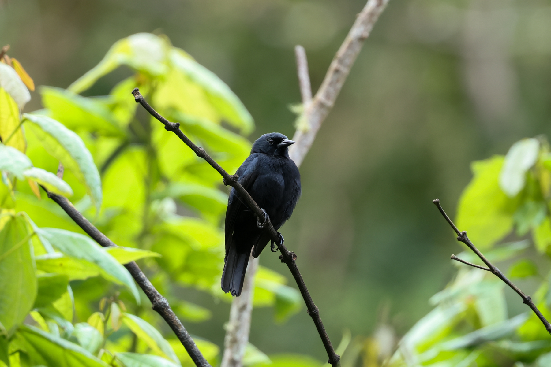 Jamaican Blackbird (image by Eustace Barnes)