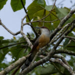 Jamaican Lizard Cuckoo (image by Eustace Barnes)