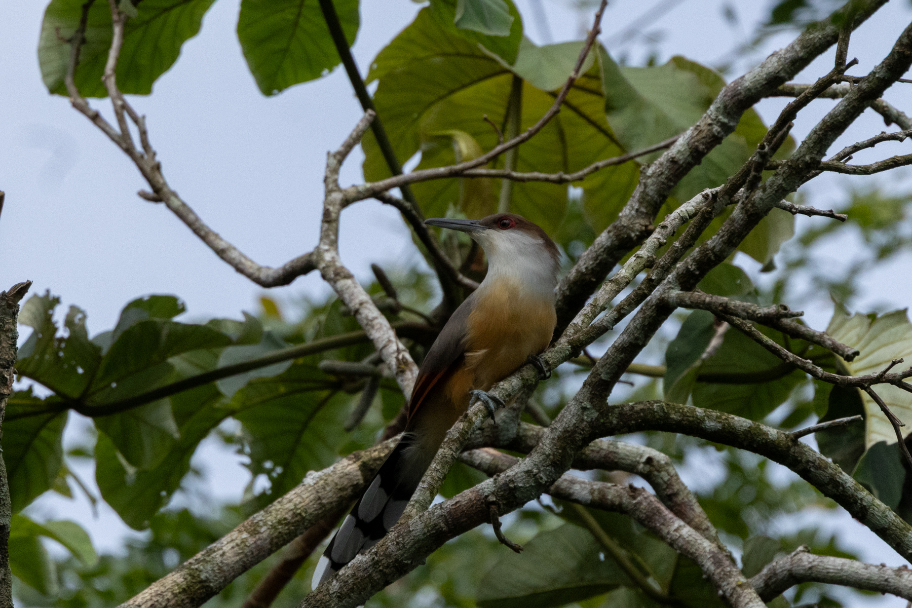 Jamaican Lizard Cuckoo (image by Eustace Barnes)
