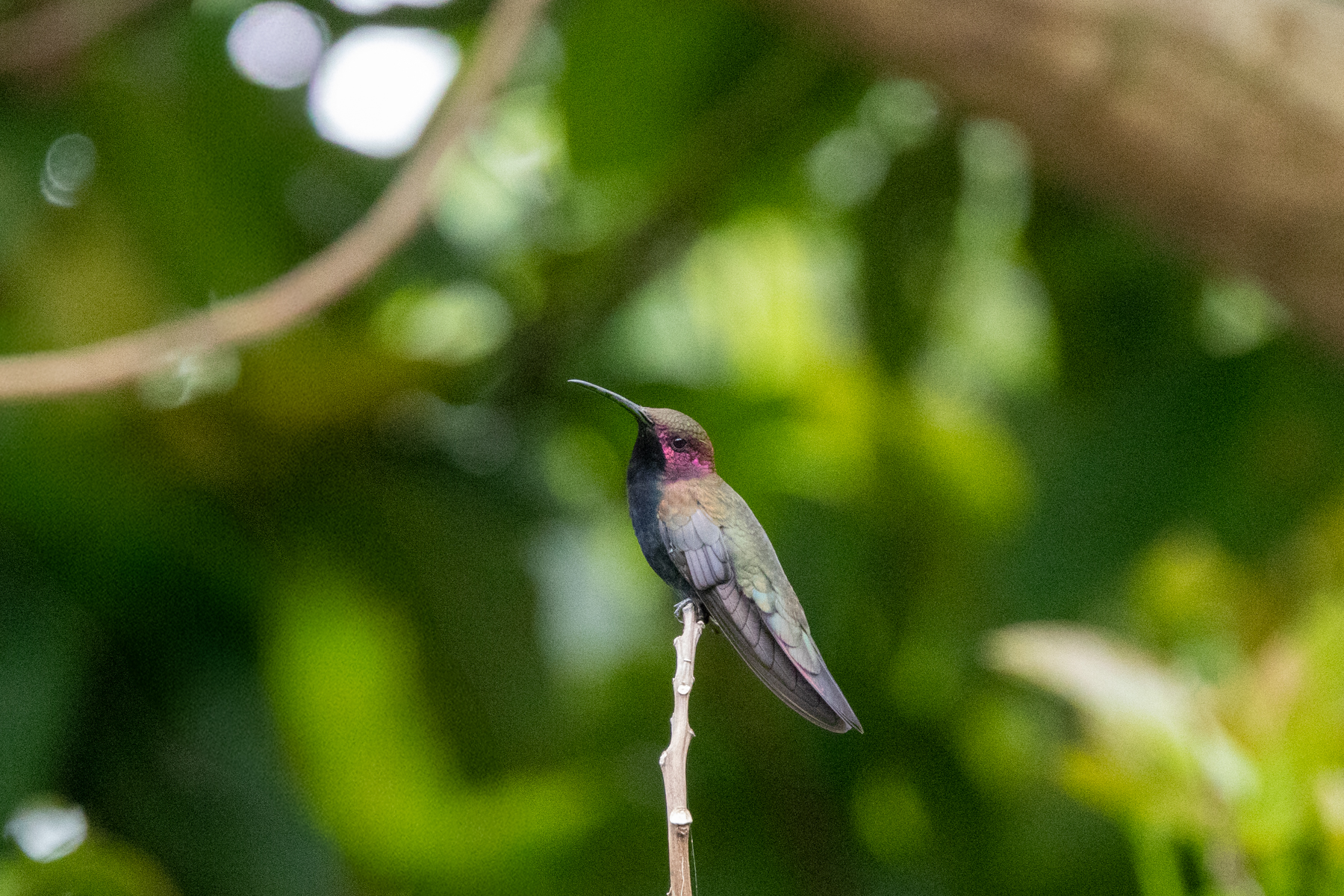 Jamaican Mango (image by Eustace Barnes)